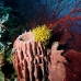 sponge_barrel_sr_v_0705_png0207.jpg